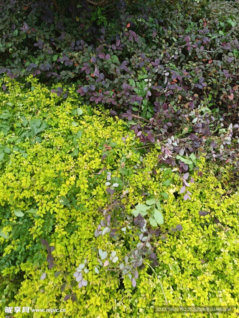 翠绿苔藓覆盖地面景象