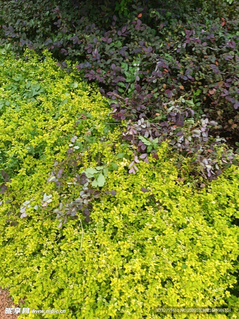 翠绿植物景观