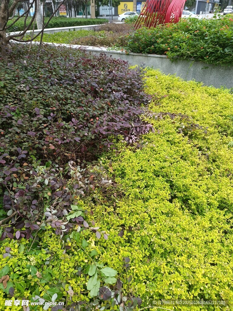 多彩绿植景观
