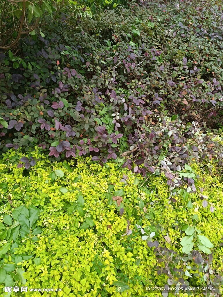 多彩植物景观