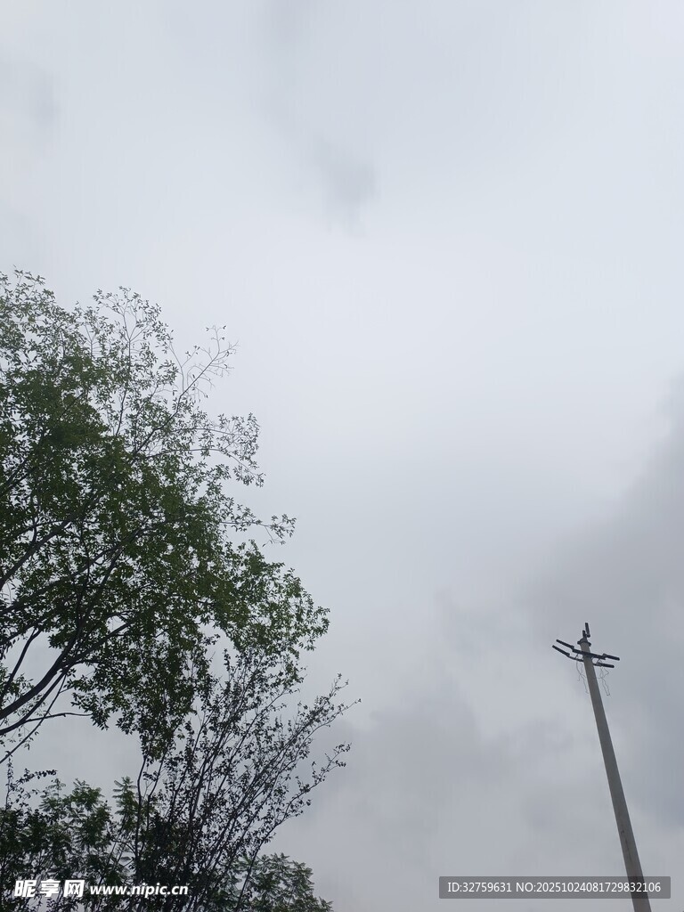阴天的树木与电线杆