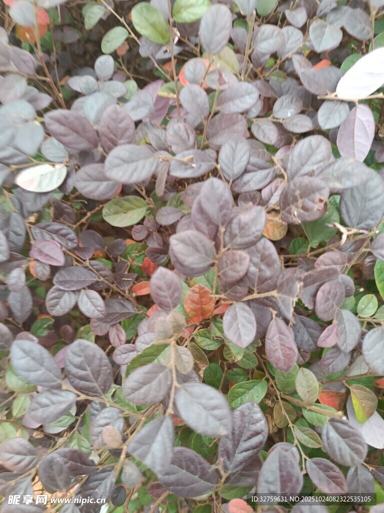 紫叶植物特写