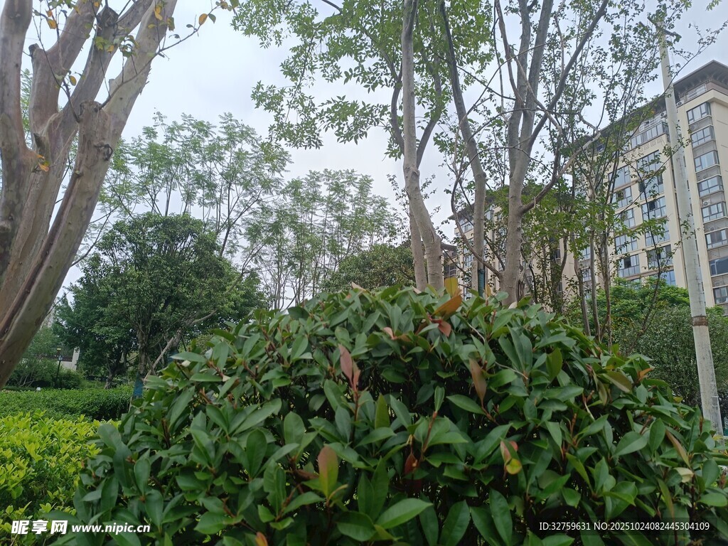 小区绿植景观