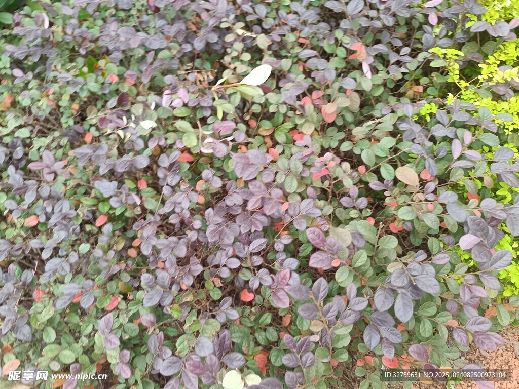 紫色植物群落景观