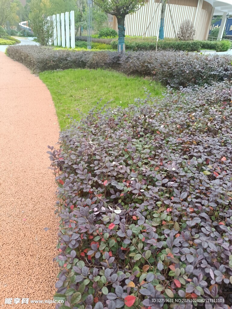 小区彩色步道旁绿植景观