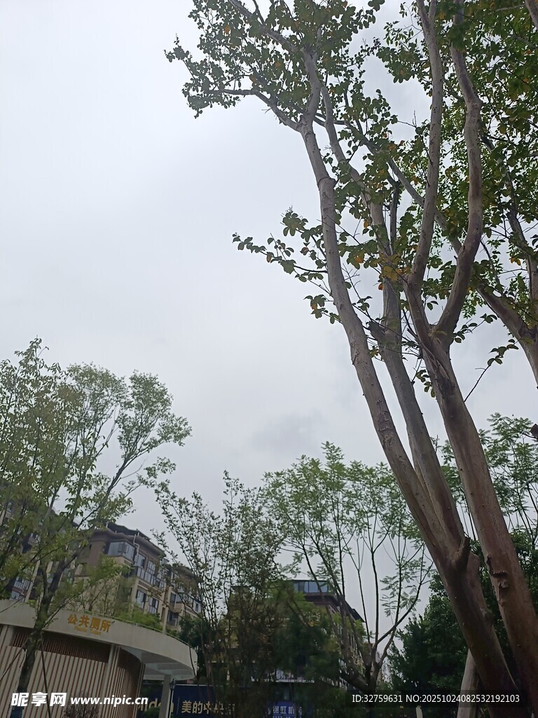 户外高大树木与建筑景观