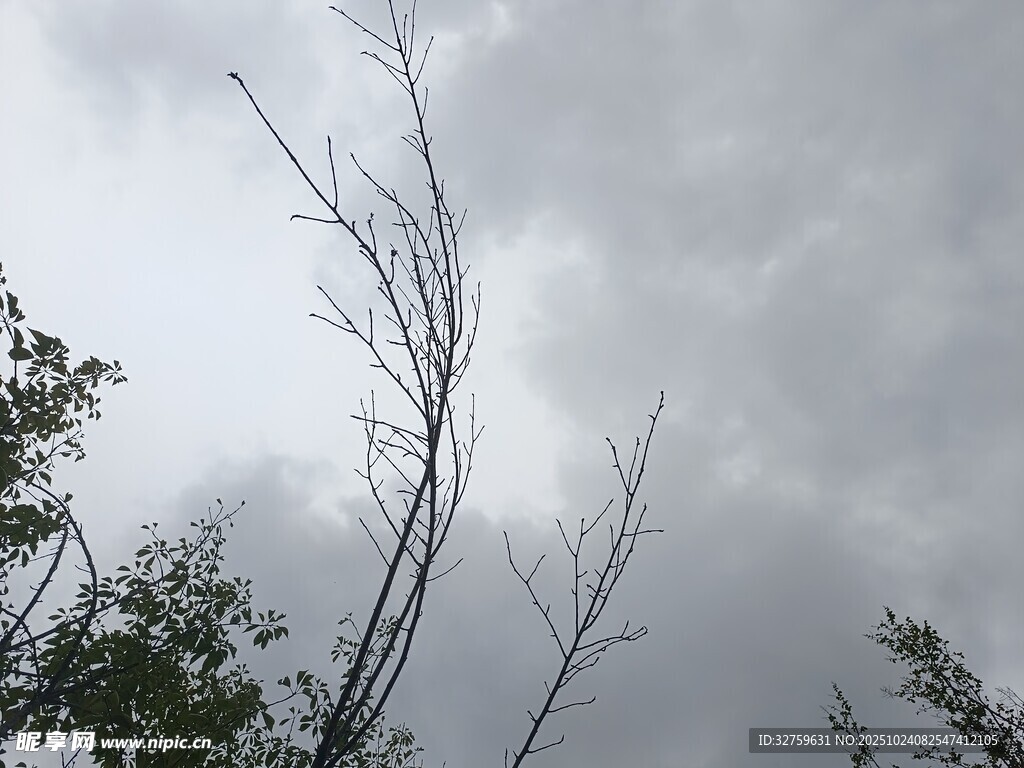 枯树挺立在阴沉天空下