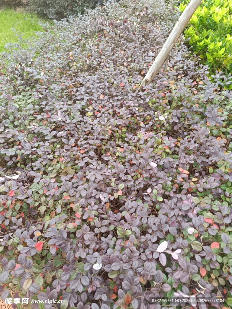 紫色地被植物景观