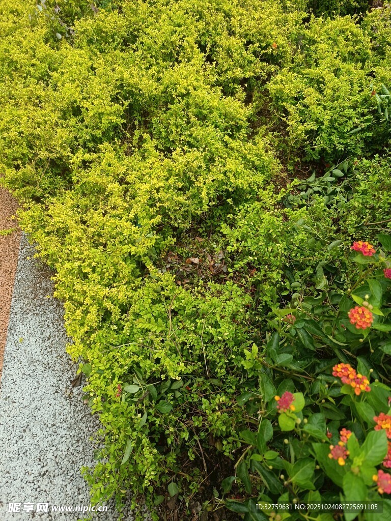 绿意盎然的花草小径