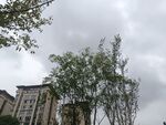 城市中绿树与楼房景观