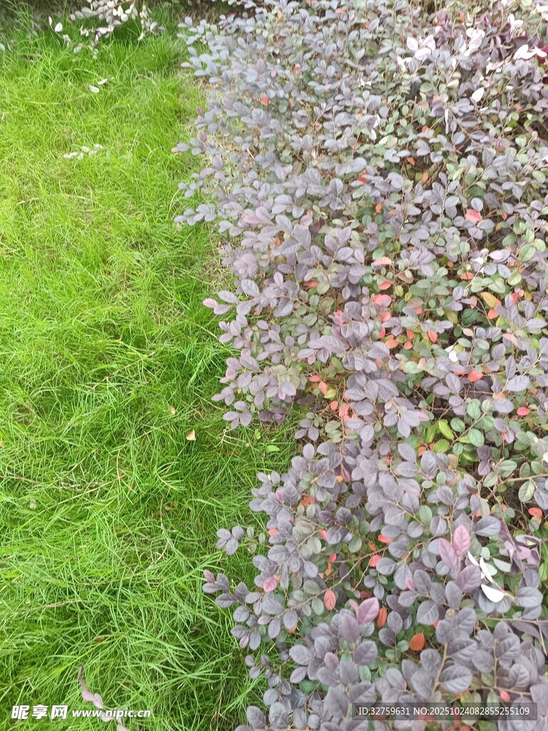 绿草与多彩植物的景致