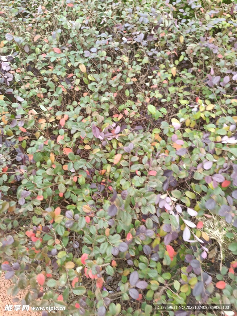 多彩植物景观