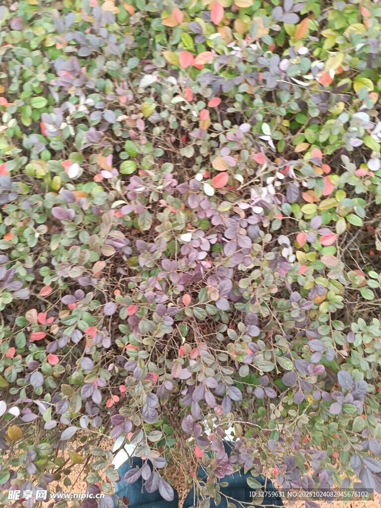 秋日落叶下的鞋子