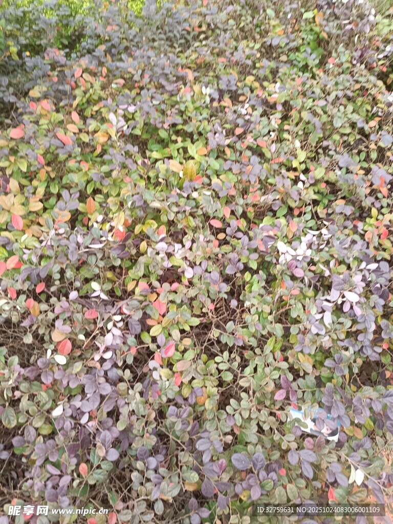 多彩地被植物景观