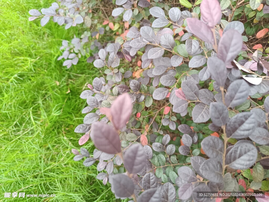 紫色叶片植物生长于草地