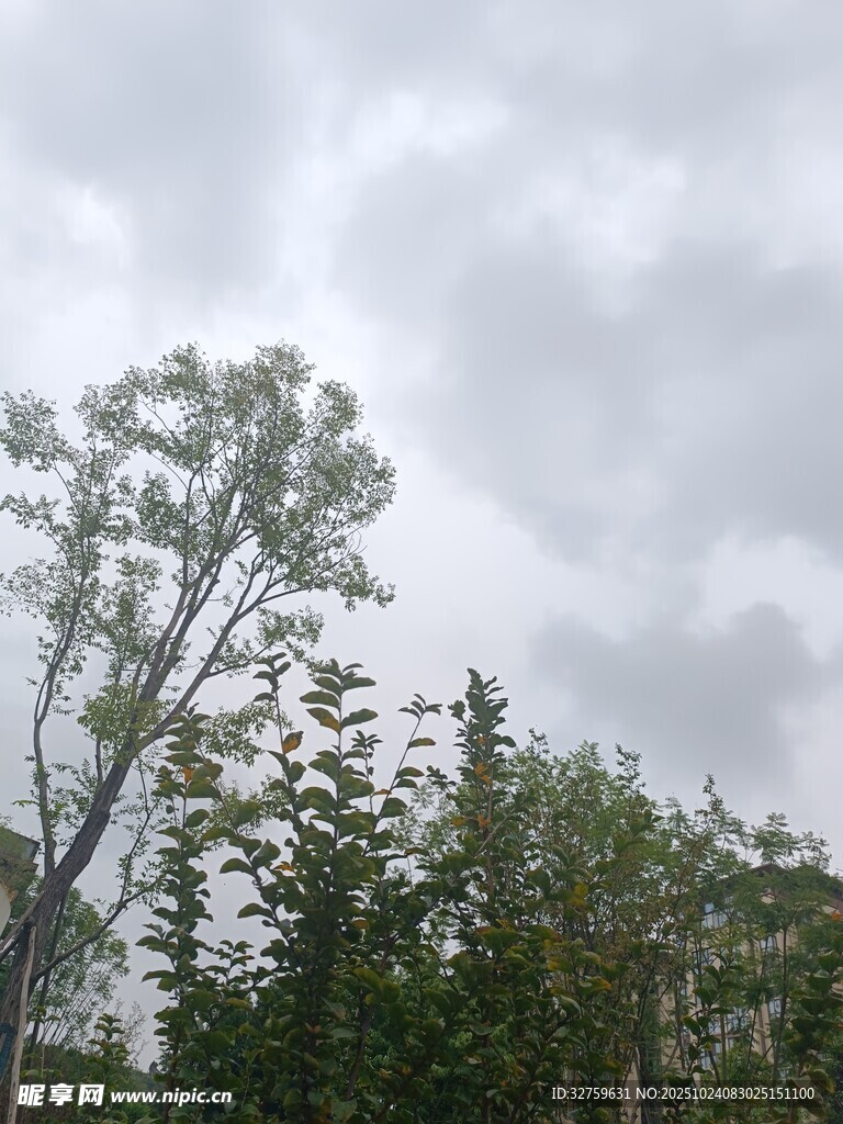 阴天中的树木景观