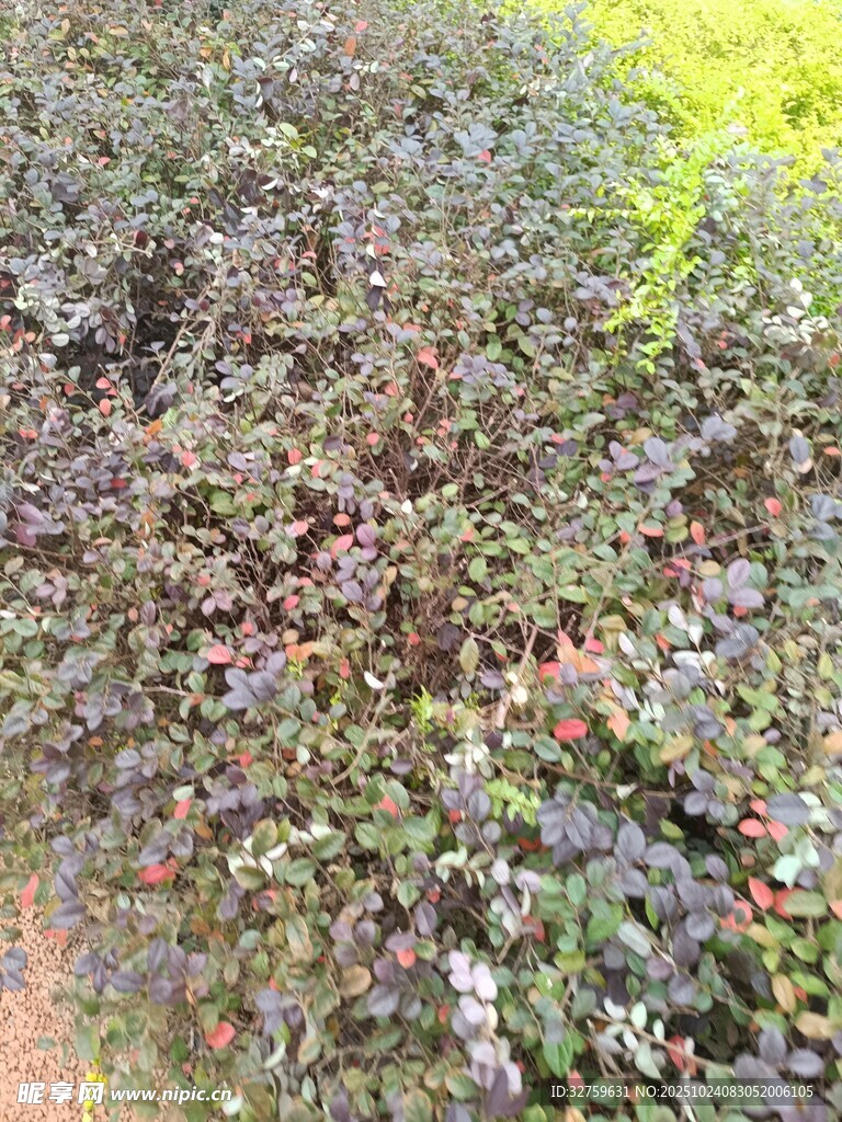 地面繁茂植物景象