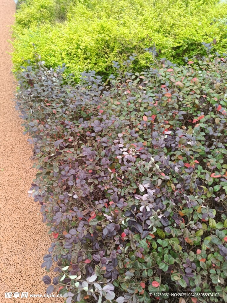 多彩植物小径