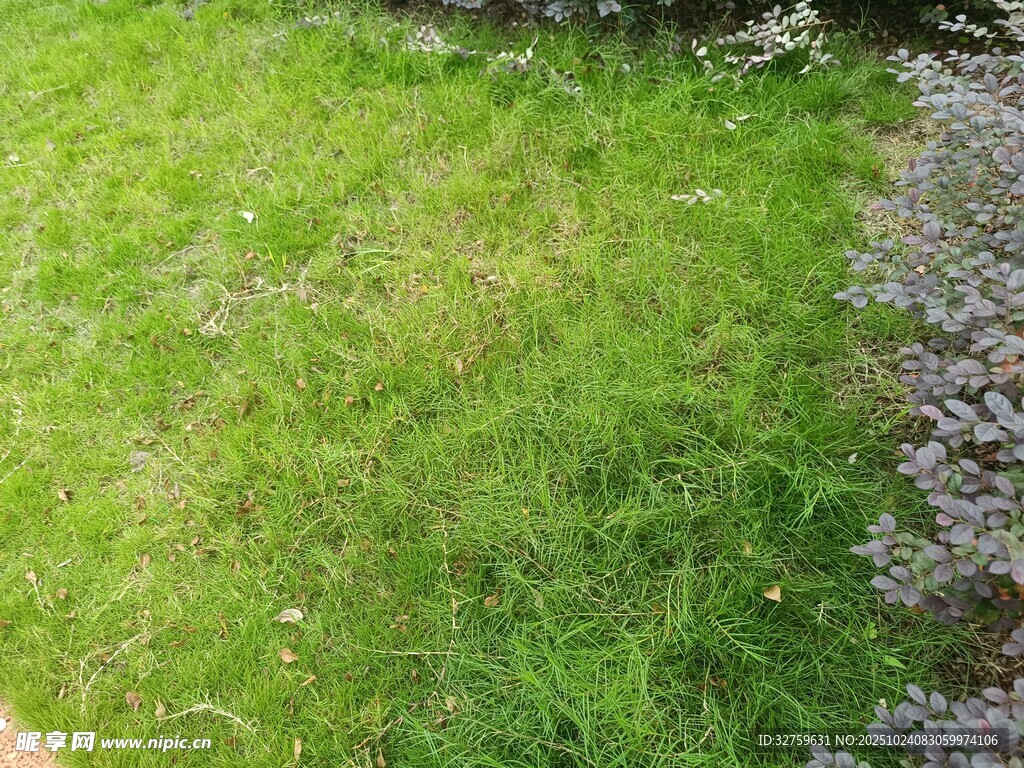 户外翠绿草地场景