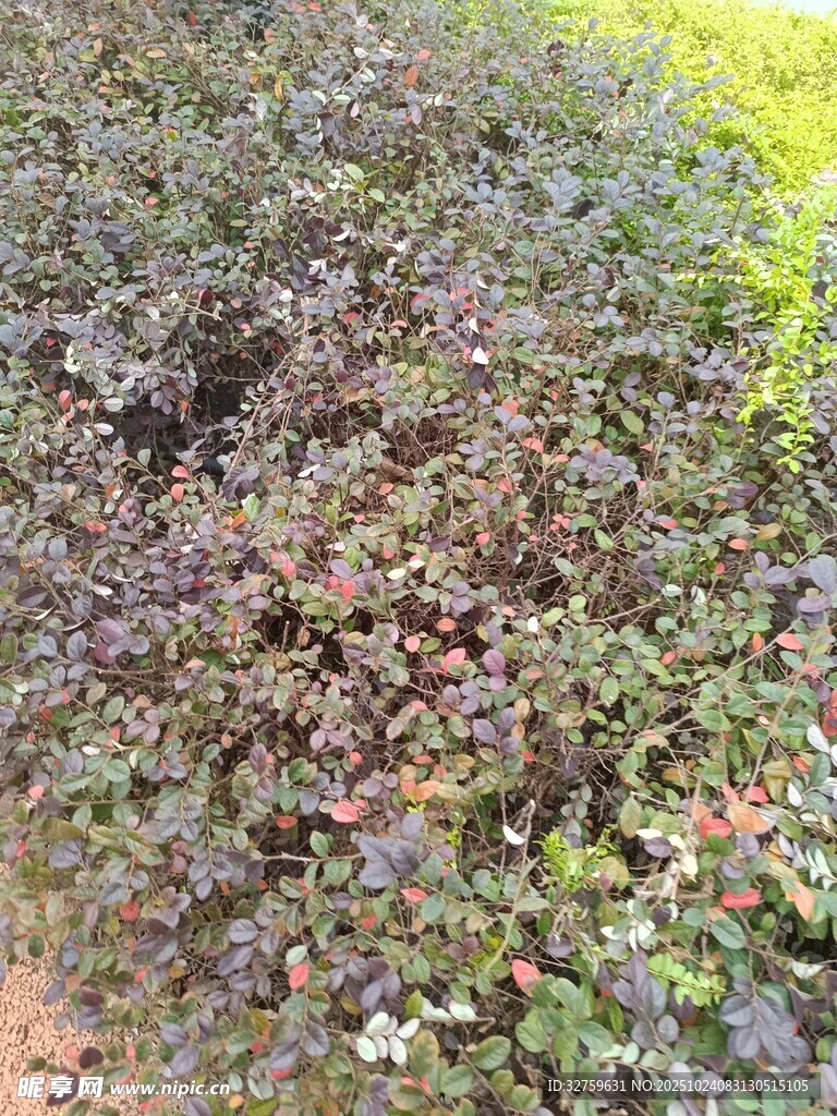 紫色植物丛特写