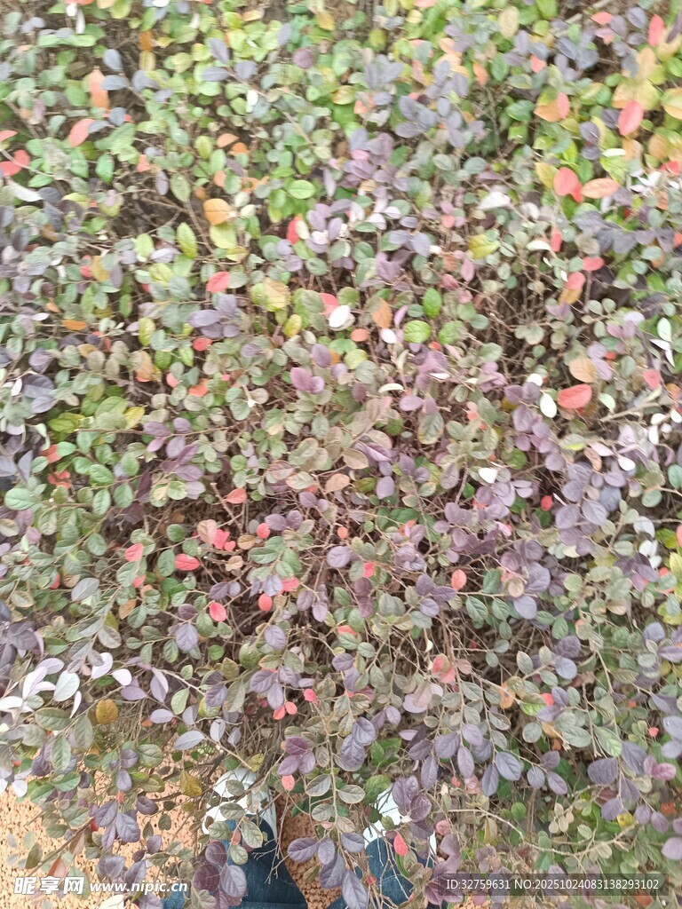 地面铺满多彩落叶