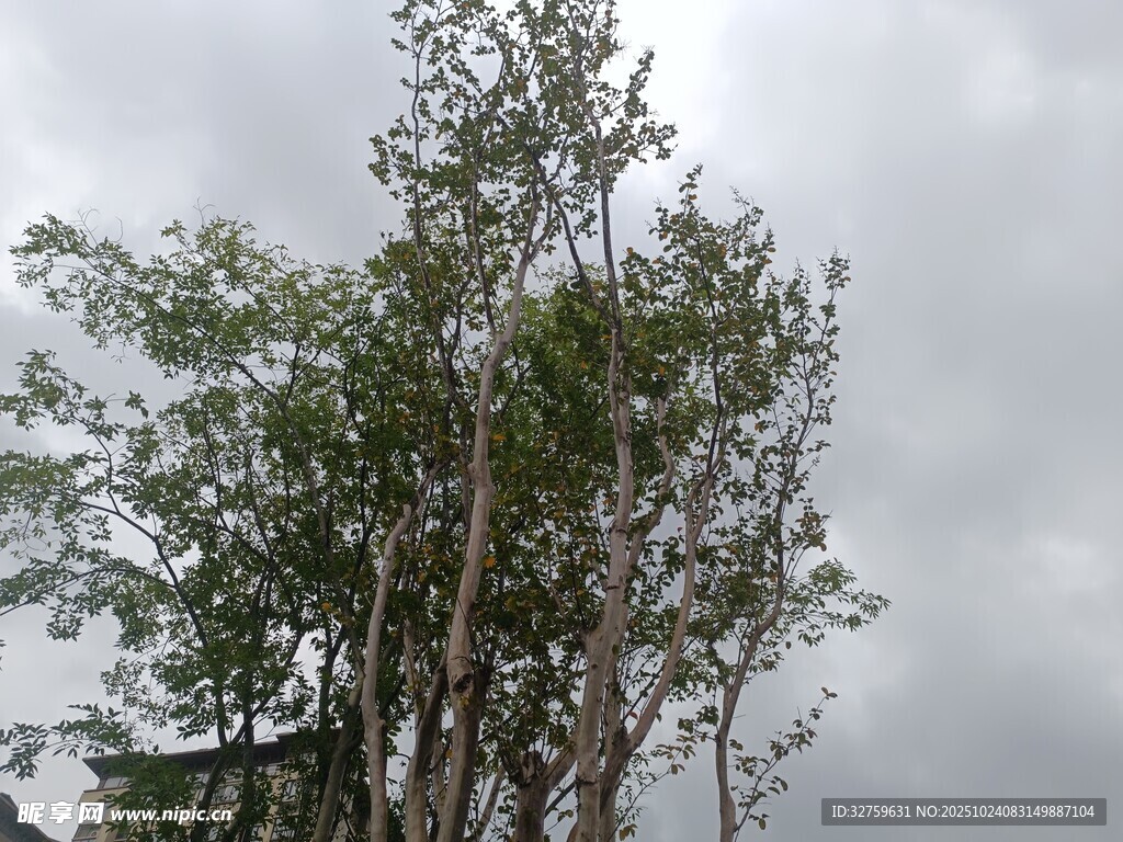 挺拔树木与阴沉天空