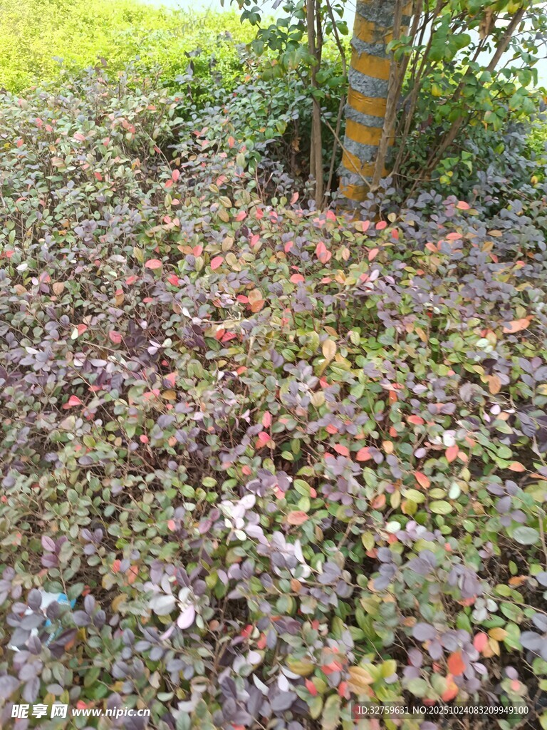 地面上的落叶与绿植景观