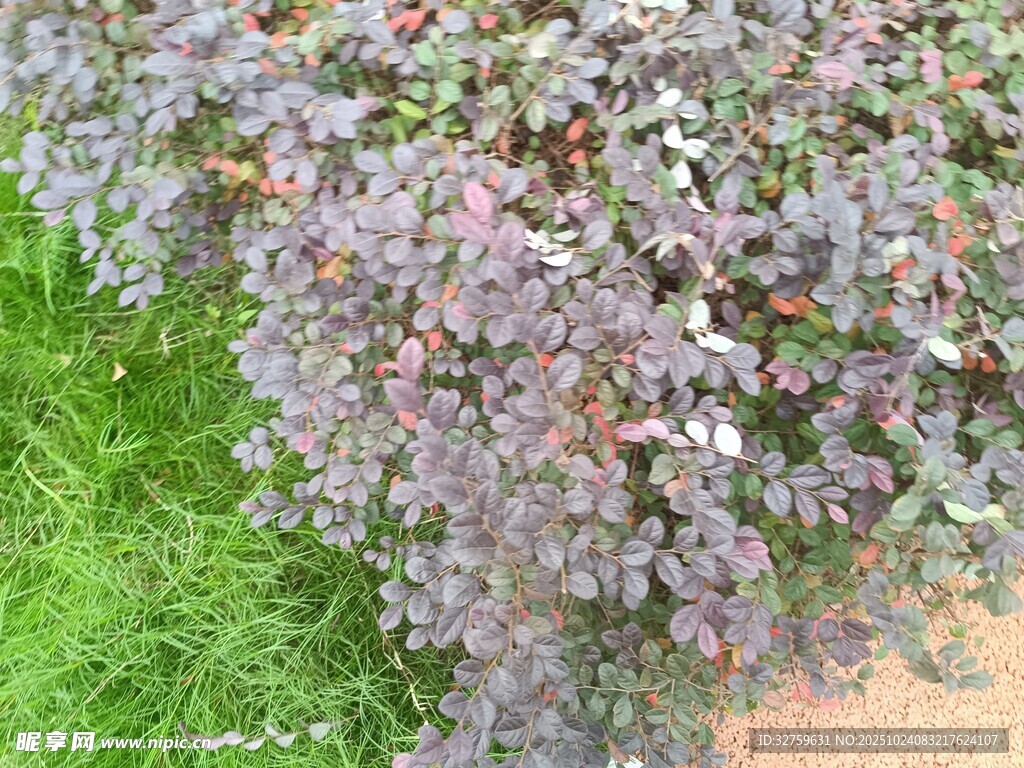 紫色植物与绿草景观
