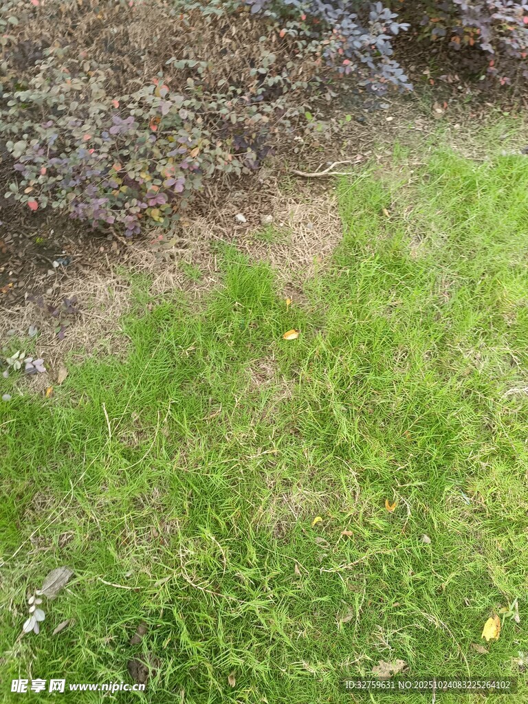 草地边的泥土与绿色植被