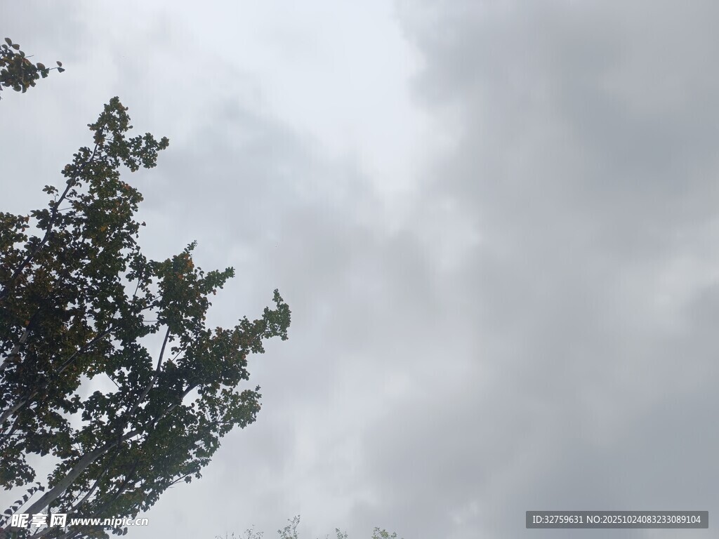 树梢之上的阴沉天空