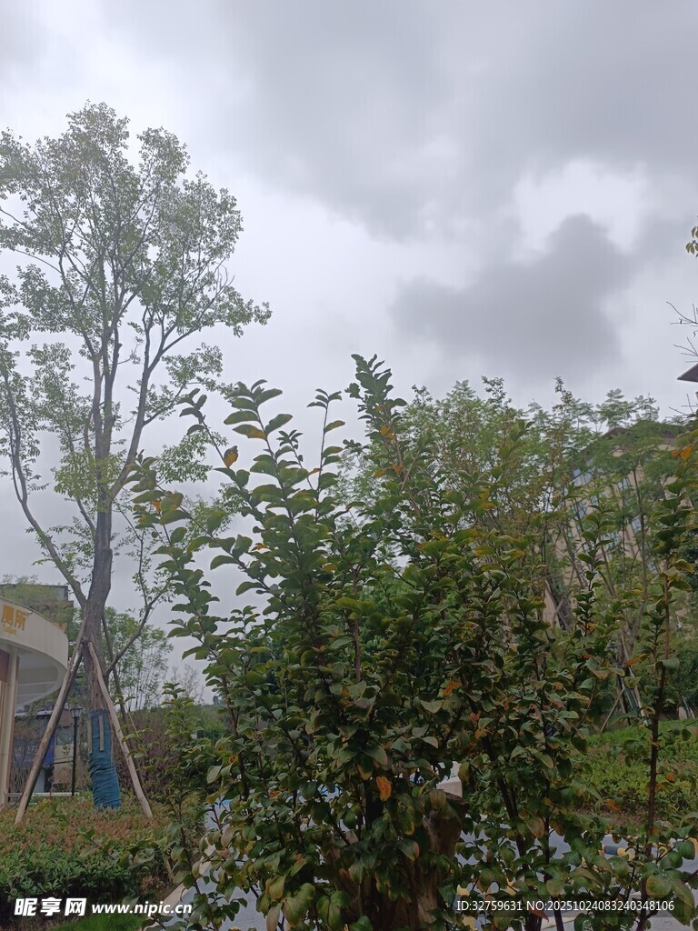 阴天中的繁茂绿植景观