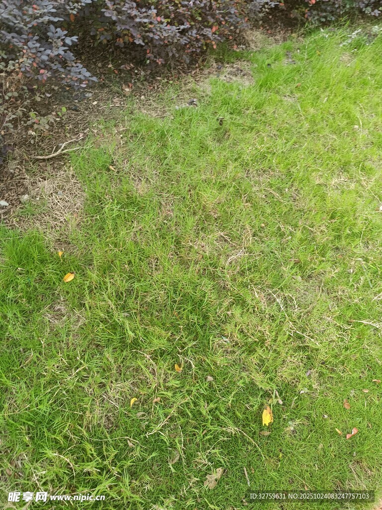 草地中的黄色小花