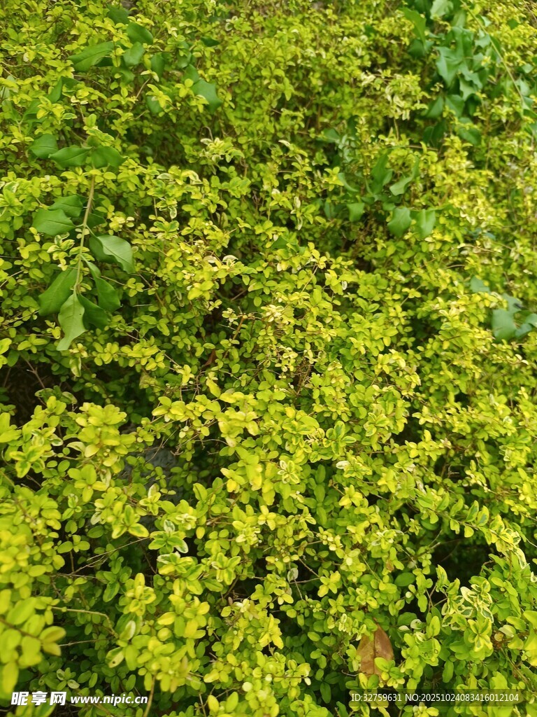 翠绿繁茂的多汁植物群落