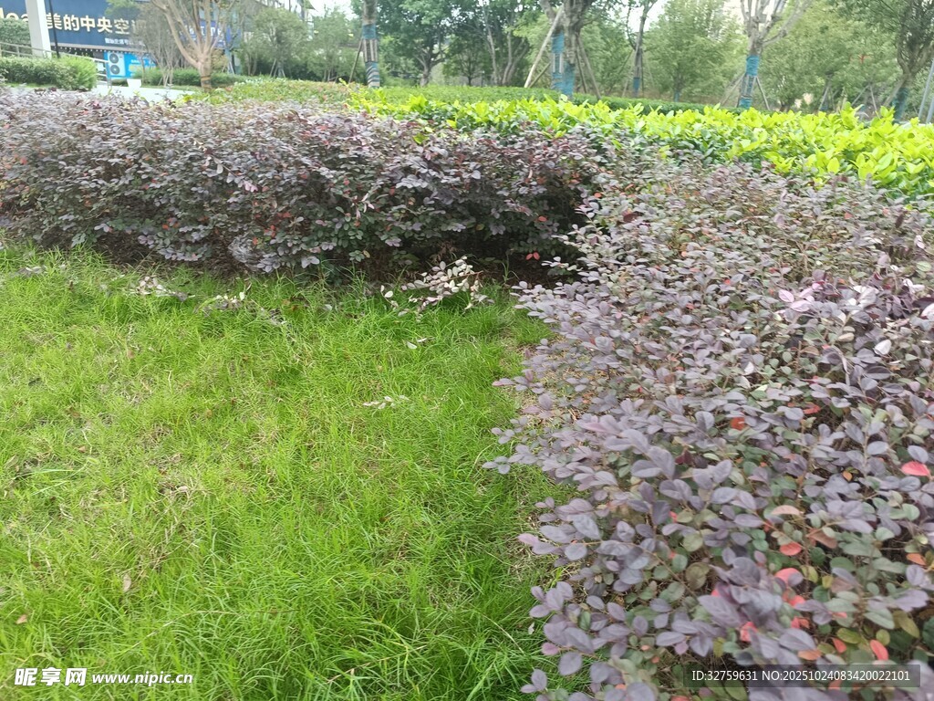 多彩绿植景观