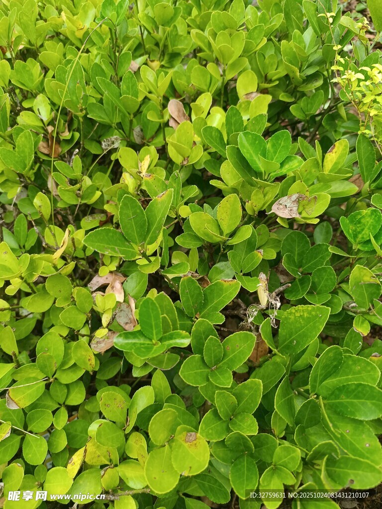 翠绿繁茂的植物景观