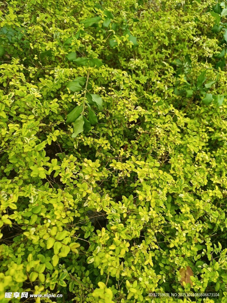 翠绿繁茂的灌木植物