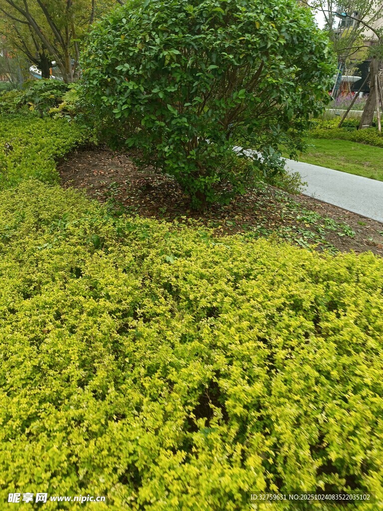 绿意盎然的园林植物景观