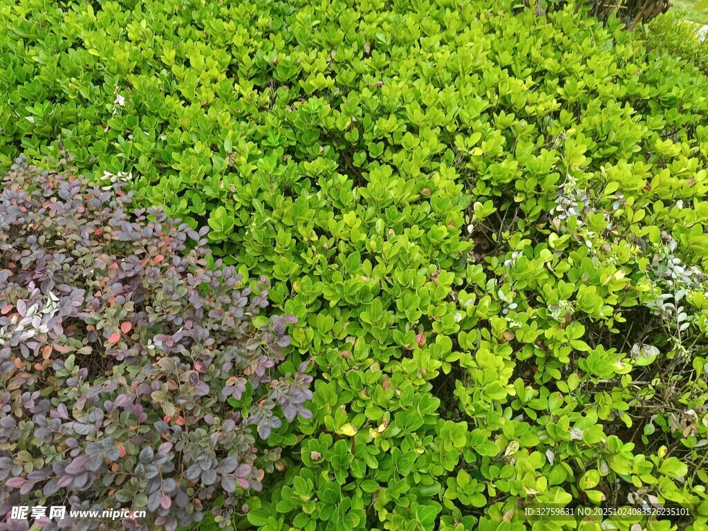 翠绿植物中的紫色斑块