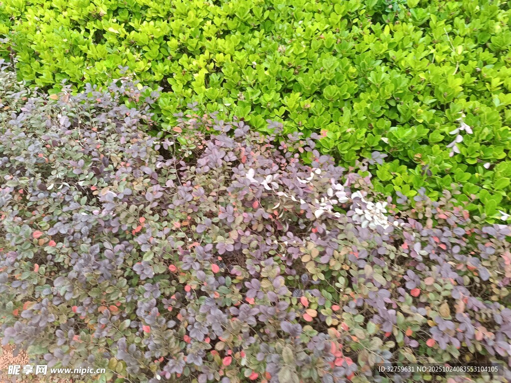 多彩植物景观