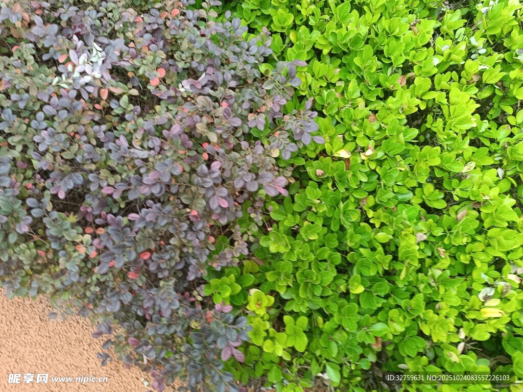 多彩绿植景观