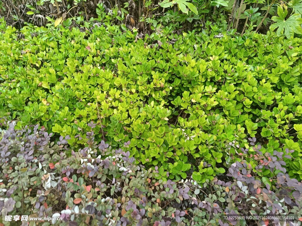 多彩绿植景观