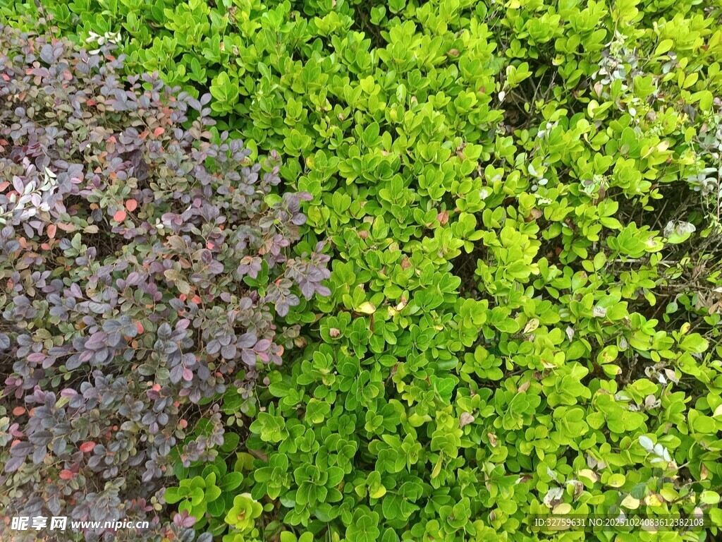 多彩绿植景观