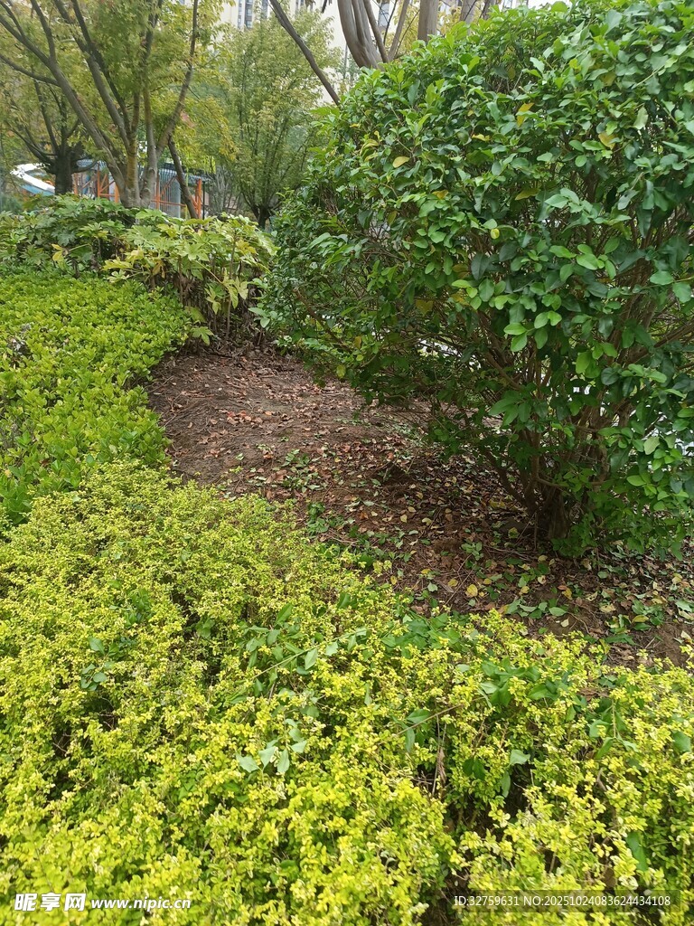 绿意盎然的园林植物景观