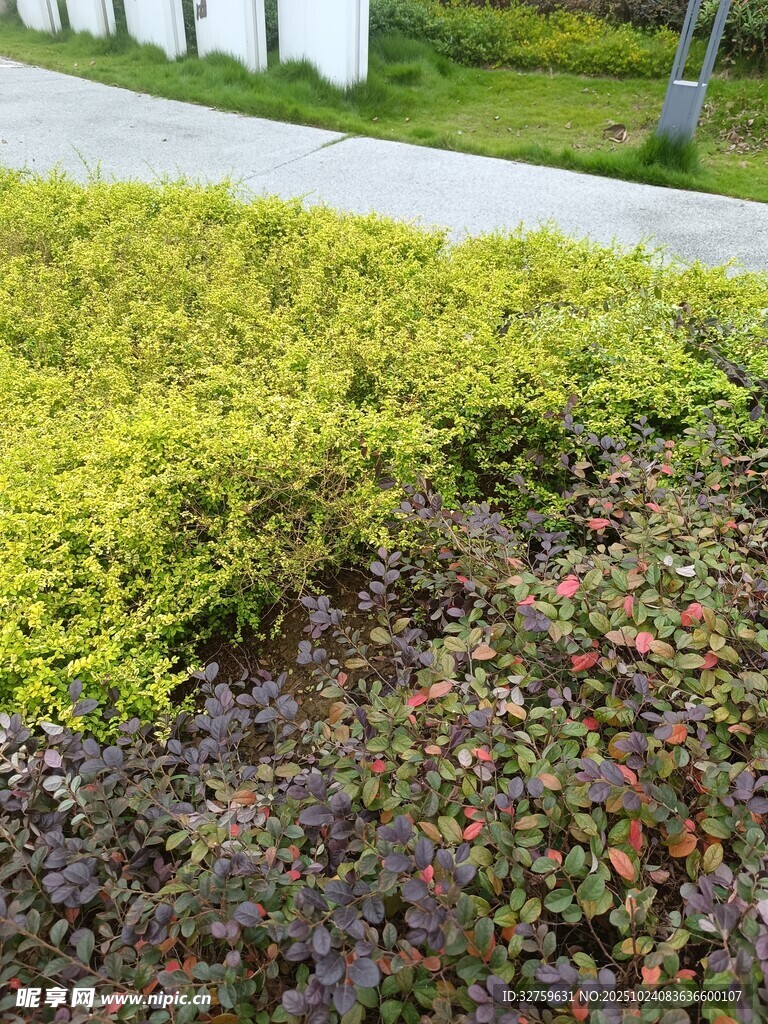 多彩灌木景观
