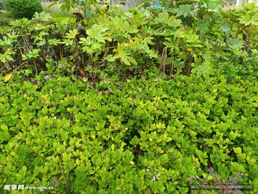 翠绿繁茂的地面植物景观