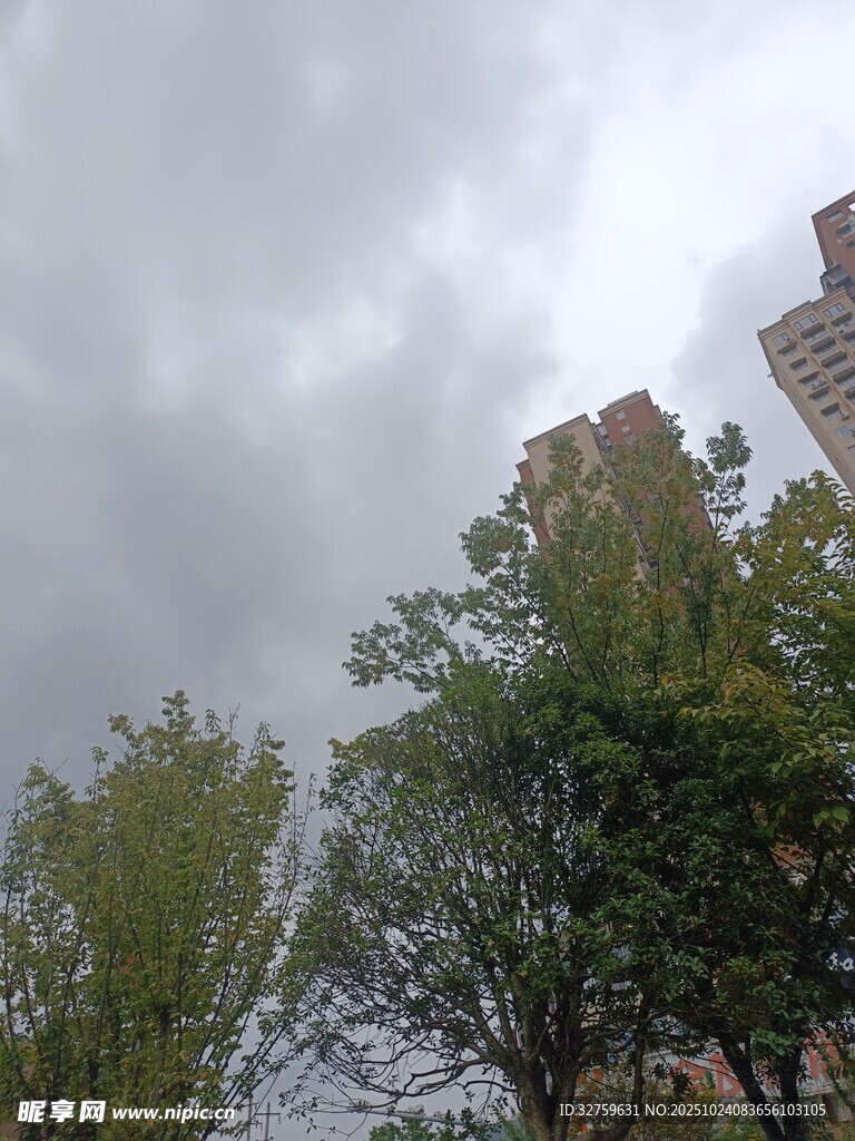 阴天城市中的绿树与高楼