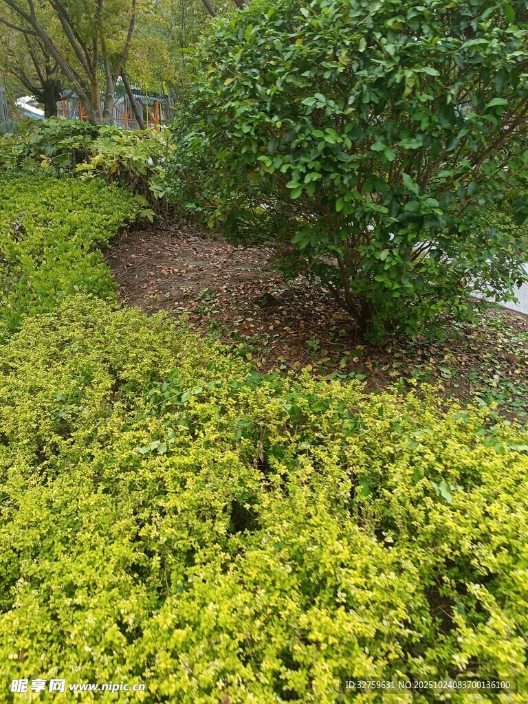 绿意盎然的园林植物景观