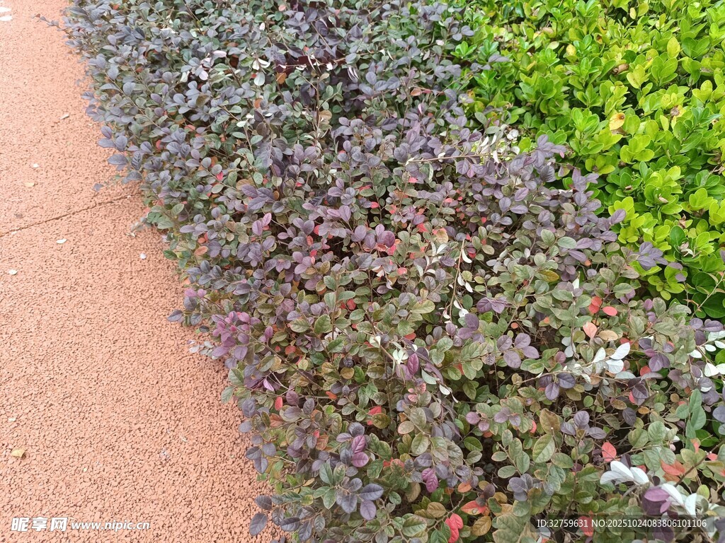 路边多彩植物景观