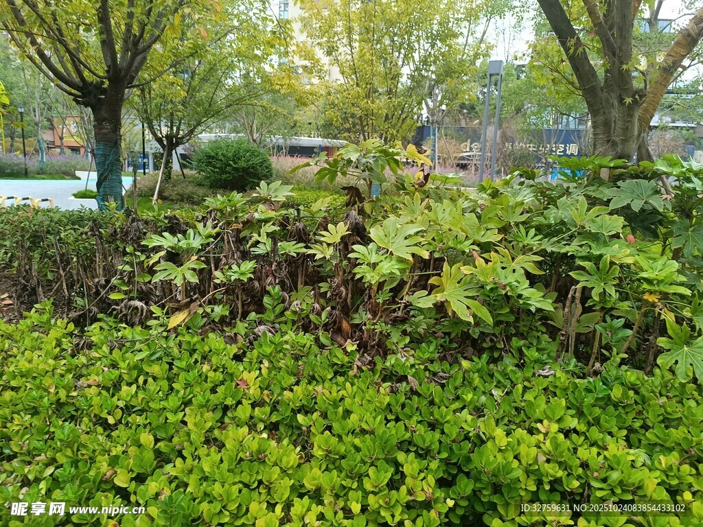 绿意盎然的城市绿化景观