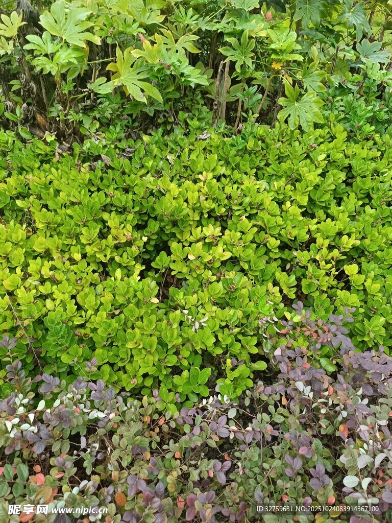 翠绿繁茂的植物景观
